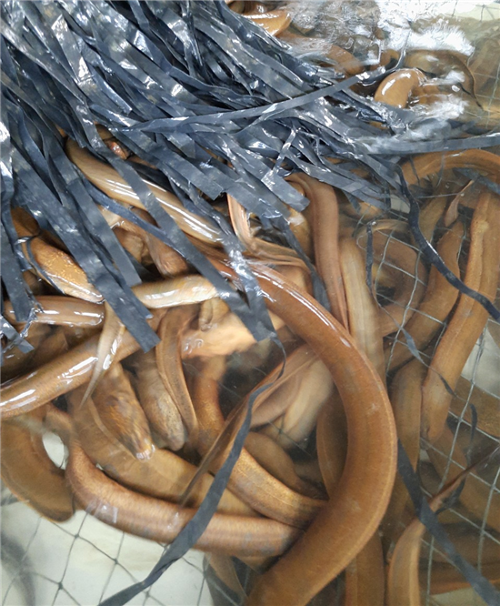 Nông dân huyện Tam Nông, tỉnh Đồng Tháp: Tham quan mô hình nuôi lươn giống ở xã An Quảng Hữu
